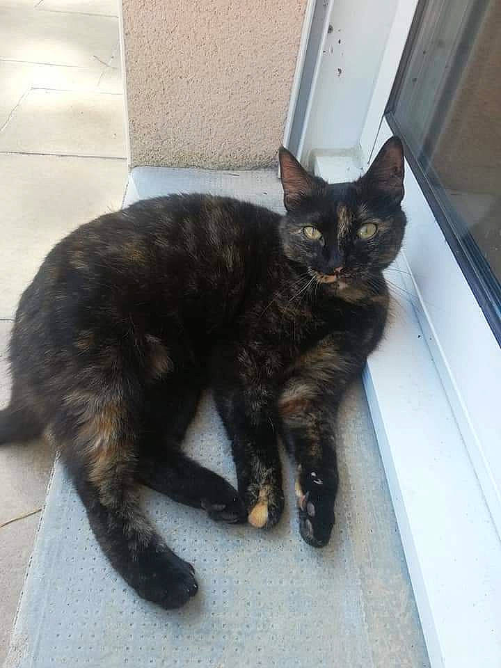 Indianna a rejoint le concours — aidez-le/la à gagner de superbes lots ! asian, black_cat, bombay, carnivore, cat, domestic_short_haired_cat, european_shorthair, felidae, german_rex, kitten, mammal, small_to_medium_sized_cats, tail, vertebrate, whiskers