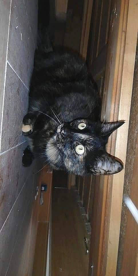 Indianna participe au concours pour gagner de l'argent avec cette photo : black_cat, bombay, carnivore, cat, domestic_short_haired_cat, felidae, polydactyl_cat, small_to_medium_sized_cats, tail, whiskers