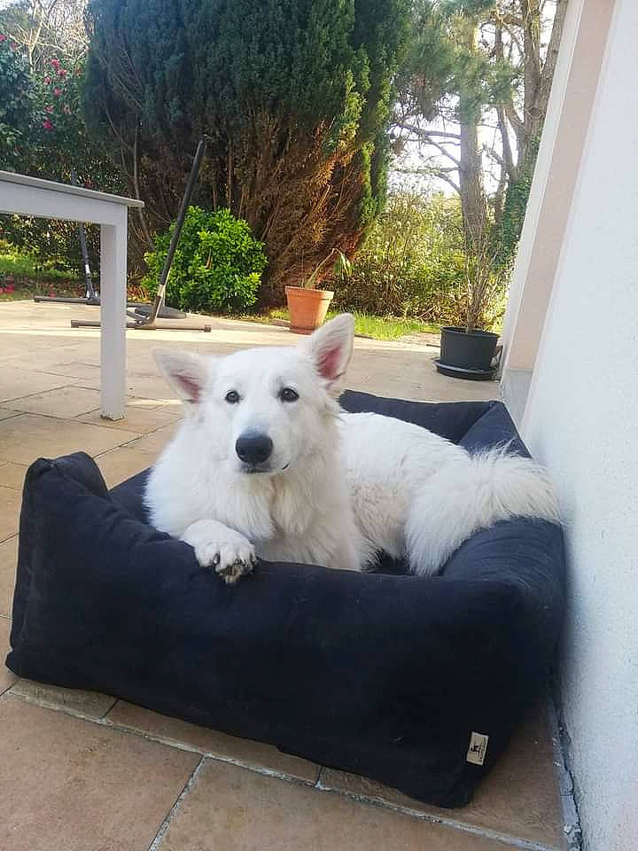 Punchy participe au concours pour gagner de l'argent avec cette photo : berger_blanc_suisse, canidae, carnivore, companion_dog, dog, dog_breed, home, house, mammal, maremma_sheepdog, samoyed, vertebrate, white_shepherd