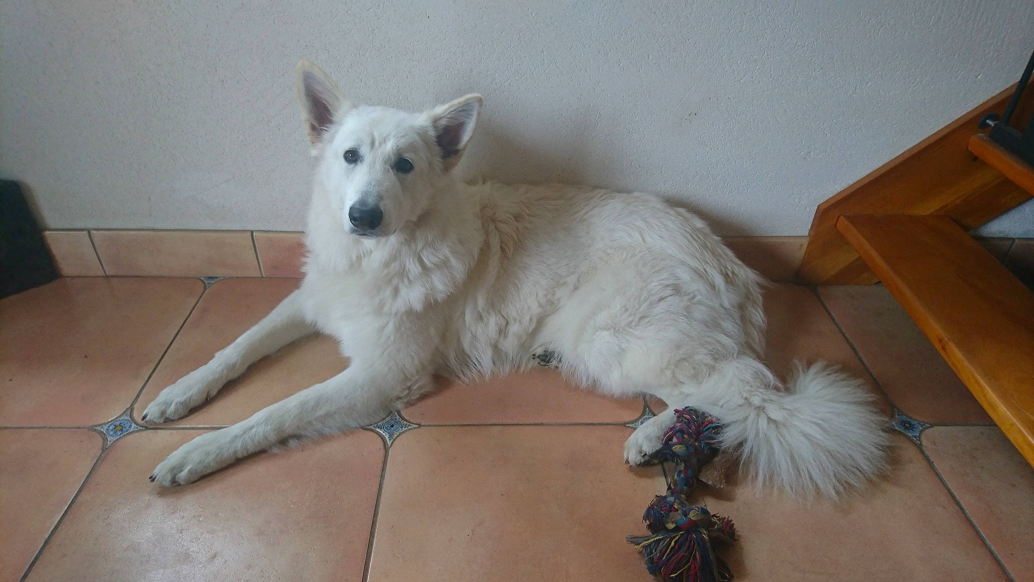 Punchy participe au concours pour gagner de l'argent avec cette photo : berger_blanc_suisse, canaan_dog, canidae, carnivore, dog, dog_breed, indian_spitz, kintamani, korean_jindo_dog, mammal, non_sporting_group, pungsan_dog, rare_breed_dog, vertebrate, white_shepherd