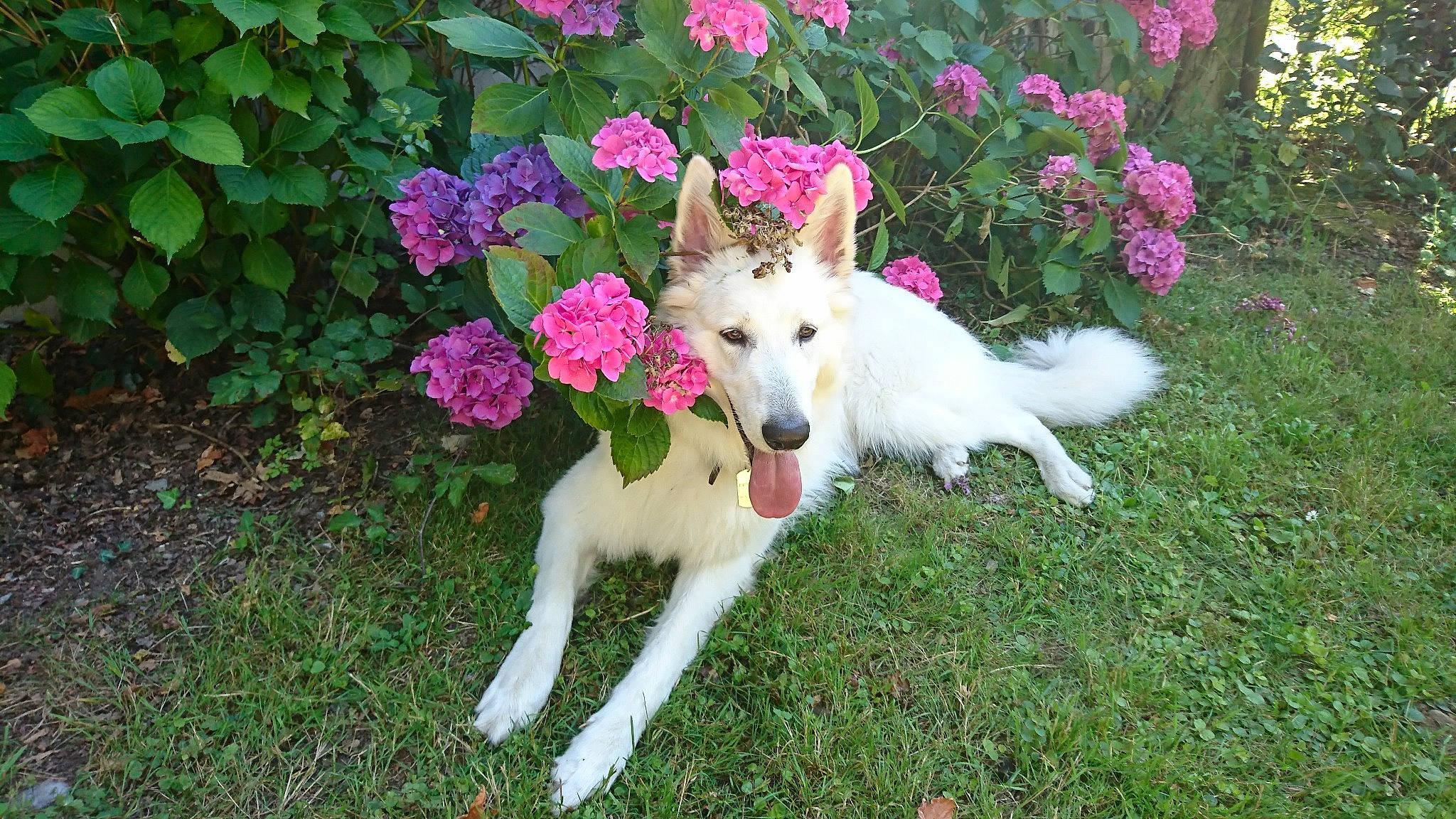 Punchy a rejoint le concours — aidez-le/la à gagner de superbes lots ! berger_blanc_suisse, canidae, carnivore, dog, dog_breed, flower, mammal, plant, rare_breed_dog, vertebrate, white_shepherd