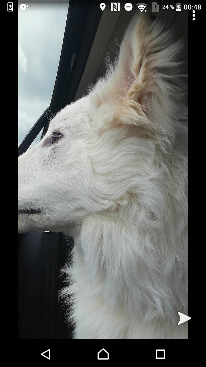 Punchy a rejoint le concours — aidez-le/la à gagner de superbes lots ! borzoi, canidae, carnivore, companion_dog, dog, dog_breed, mammal, rare_breed_dog, samoyed, sighthound, silken_windhound, vertebrate