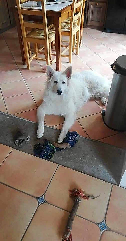 Punchy a rejoint le concours — aidez-le/la à gagner de superbes lots ! berger_blanc_suisse, canidae, carnivore, companion_dog, dog, dog_breed, fawn, indian_spitz, japanese_spitz, kintamani, mammal, mudi, non_sporting_group, vertebrate, white_shepherd