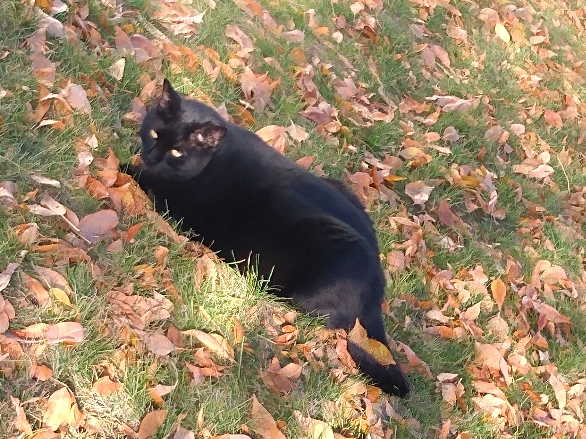 Coal joined the competition — help win amazing prizes! black_cat, bombay, carnivore, cat, deciduous, felidae, fur, grass, groundcover, leaf, plant, shadow, small_to_medium_sized_cats, snout, soil, tail, terrestrial_animal, tints_and_shades, tree, whiskers