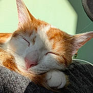 Tigger joined the competition — help win amazing prizes! cat, close_up, cozy, cute, domestic_animal, feline, fur, indoor, nap, orange_cat, paw, peaceful, pet, relaxation, resting, sleeping, soft_texture, sunlight, whiskers, white_cat