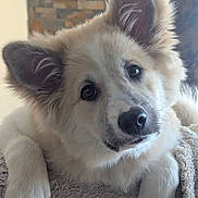 Alvar a rejoint le concours — aidez-le/la à gagner de superbes lots ! animal, blanket, companion, cozy, cute, dog, ears, face, fluffy, friendly, fur, indoor, looking_at_camera, nose, paw, pet, portrait, puppy, whiskers, young