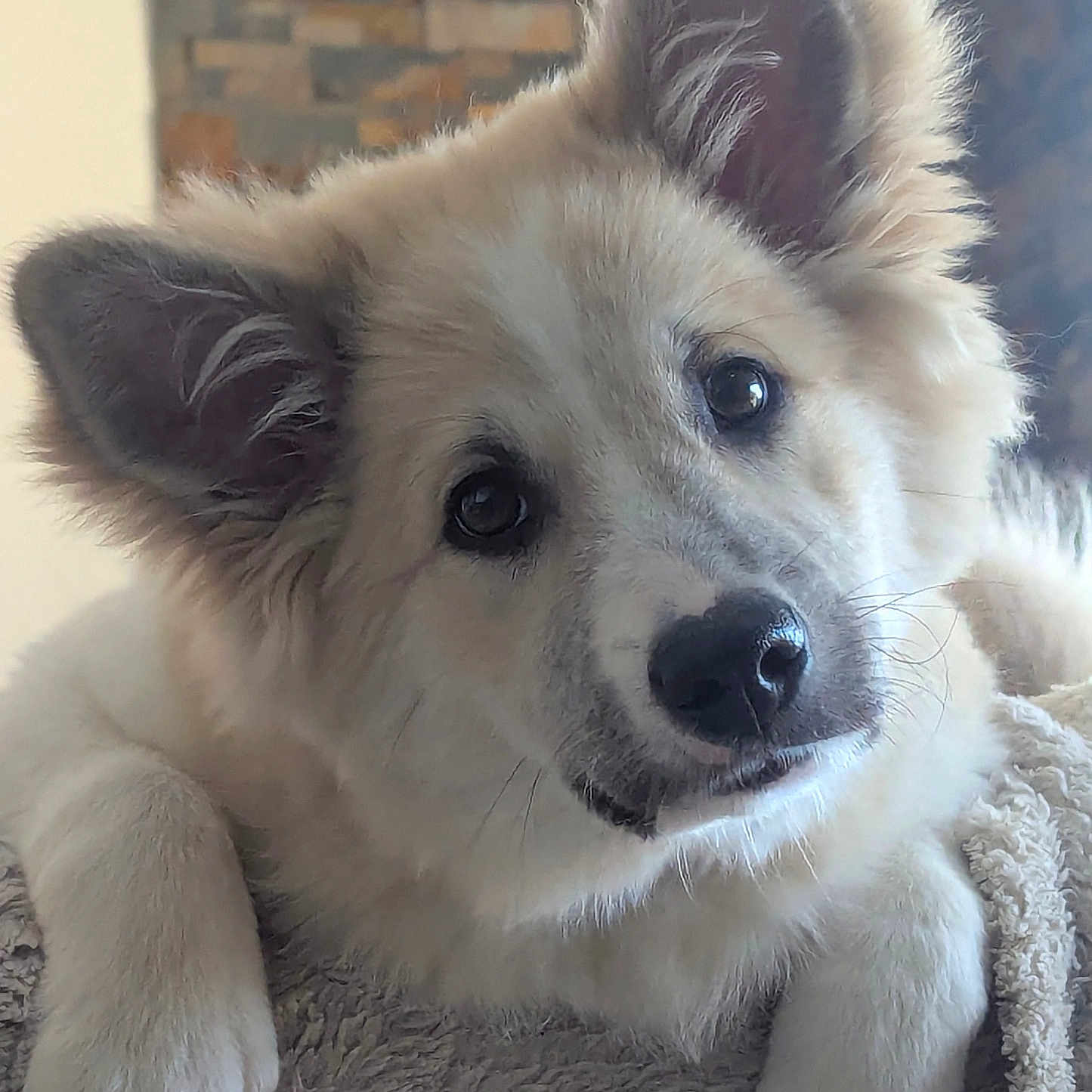 Alvar a rejoint le concours — aidez-le/la à gagner de superbes lots ! animal, blanket, companion, cozy, cute, dog, ears, face, fluffy, friendly, fur, indoor, looking_at_camera, nose, paw, pet, portrait, puppy, whiskers, young