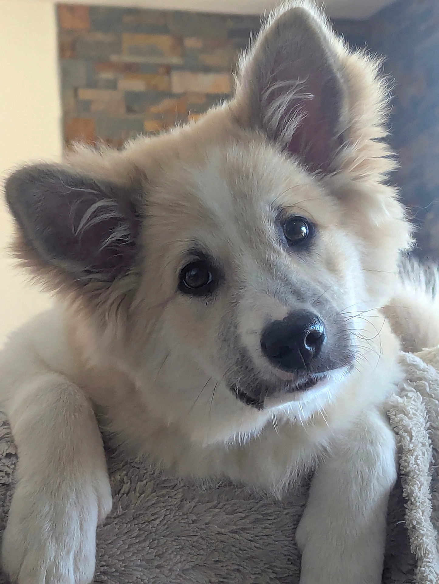 Alvar a rejoint le concours — aidez-le/la à gagner de superbes lots ! animal, blanket, companion, cozy, cute, dog, ears, face, fluffy, friendly, fur, indoor, looking_at_camera, nose, paw, pet, portrait, puppy, whiskers, young