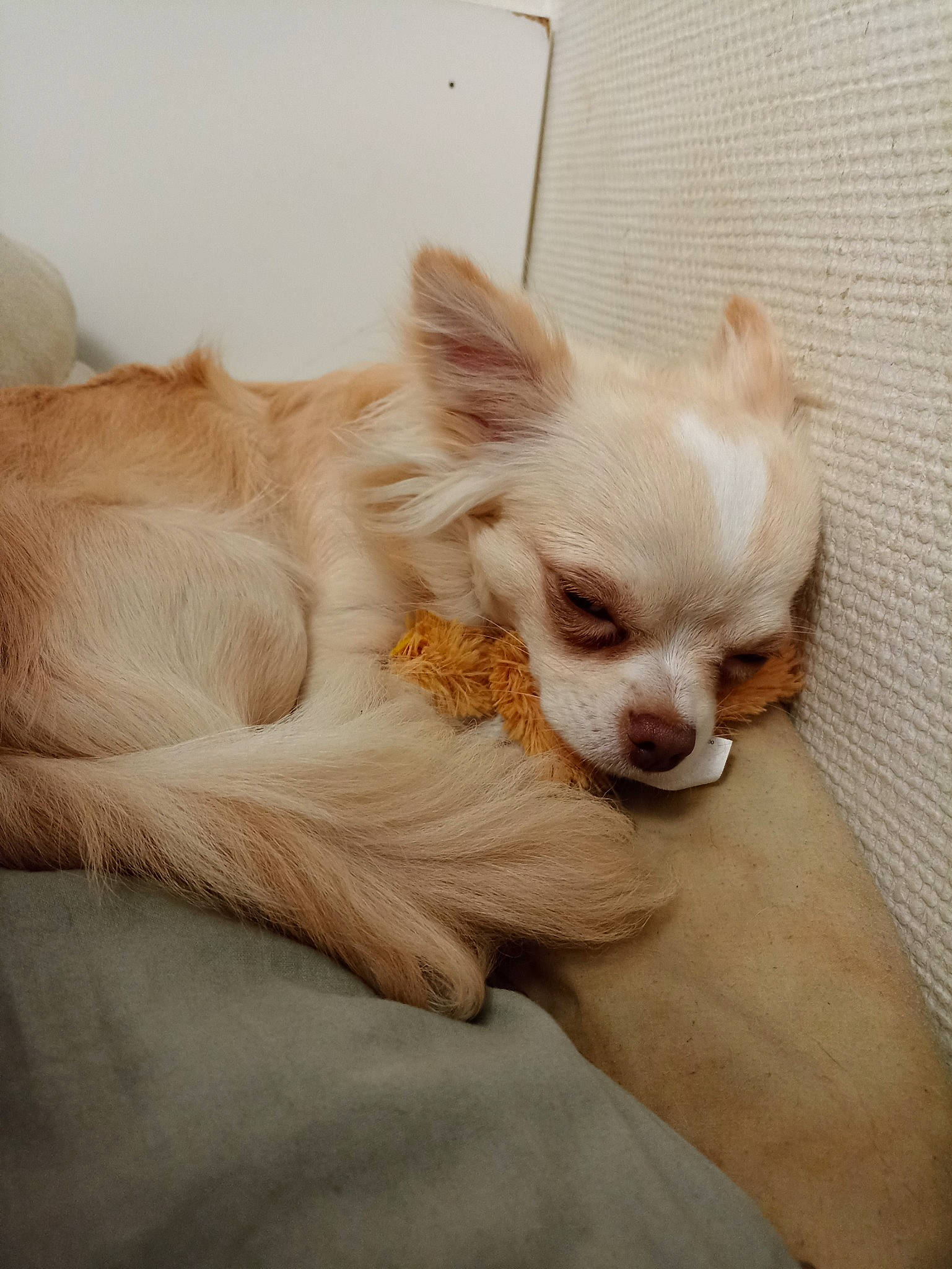 Saygo a rejoint le concours — aidez-le/la à gagner de superbes lots ! bed, canidae, carnivore, chihuahua, comfort, companion_dog, corgi_chihuahua, dog, dog_breed, dog_supply, ear, fawn, fur, liver, paw, snout, sporting_group, toy_dog, whiskers, working_animal