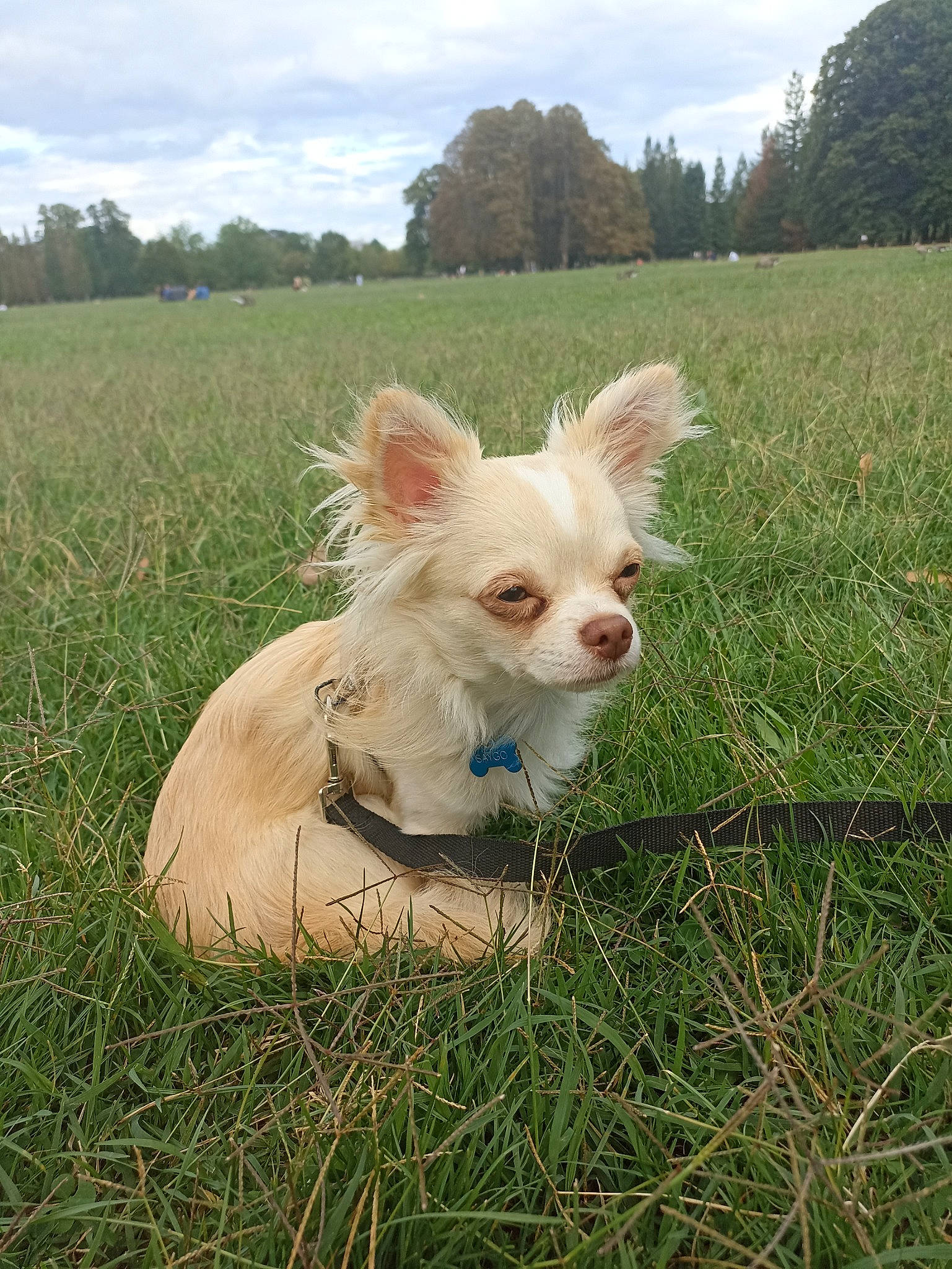 Saygo participe au concours pour gagner de l'argent avec cette photo : canidae, carnivore, cloud, companion_dog, dog, dog_breed, fawn, grass, grassland, pasture, plant, prairie, sky, sporting_group, tail, toy_dog, tree, whiskers, wing, working_animal