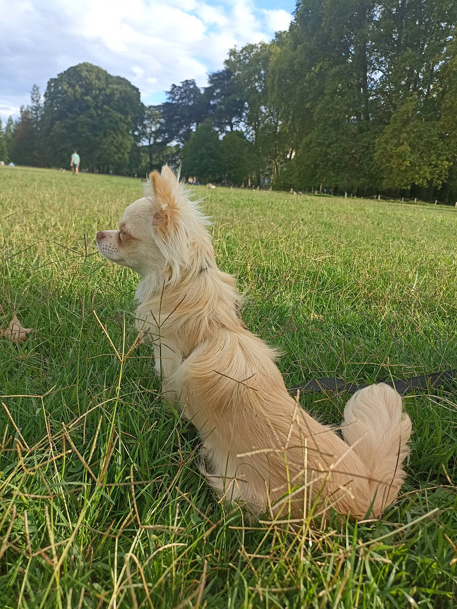 Saygo a rejoint le concours — aidez-le/la à gagner de superbes lots ! carnivore, cloud, companion_dog, dog, dog_breed, fawn, felidae, grass, grassland, happy, natural_landscape, people_in_nature, plant, prairie, sky, sporting_group, tail, terrestrial_animal, tree, whiskers