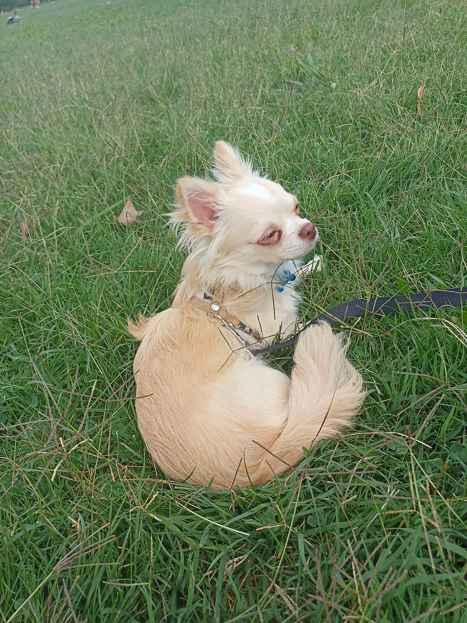 Saygo a rejoint le concours — aidez-le/la à gagner de superbes lots ! canidae, carnivore, cat, companion_dog, dog_breed, fawn, felidae, fur, grass, grassland, herbaceous_plant, pasture, paw, plant, small_to_medium_sized_cats, snout, sporting_group, tail, terrestrial_animal, whiskers