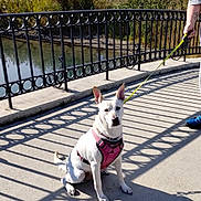 Rona joined the competition — help win amazing prizes! alert, autumn, blue_shoe, bridge, concrete, dog, ears_up, leash, outdoors, owner_hand, park_path, pet, pink_harness, railing, shadows, sitting, sunny, trees, water, white_dog