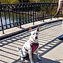 alert, autumn, blue_shoe, bridge, concrete, dog, ears_up, leash, outdoors, owner_hand, park_path, pet, pink_harness, railing, shadows, sitting, sunny, trees, water, white_dog