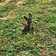 Arya a rejoint le concours — aidez-le/la à gagner de superbes lots ! adorable, animal, collar, cute, dog, french_bulldog, grass, greenery, ground, happy, leaf, nature, outdoor, pet, playful, puppy, sitting, small_dog, tongue_out, young_dog