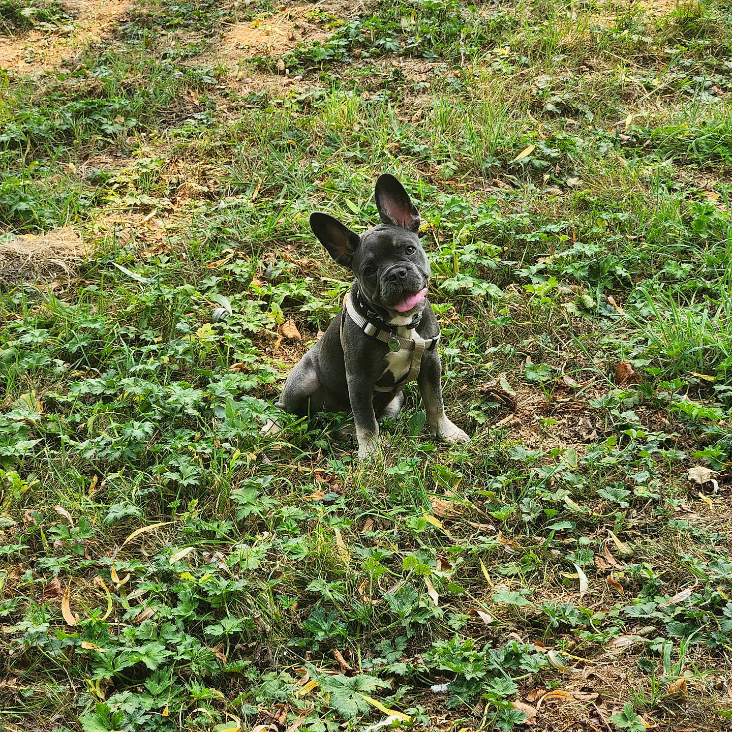 Arya