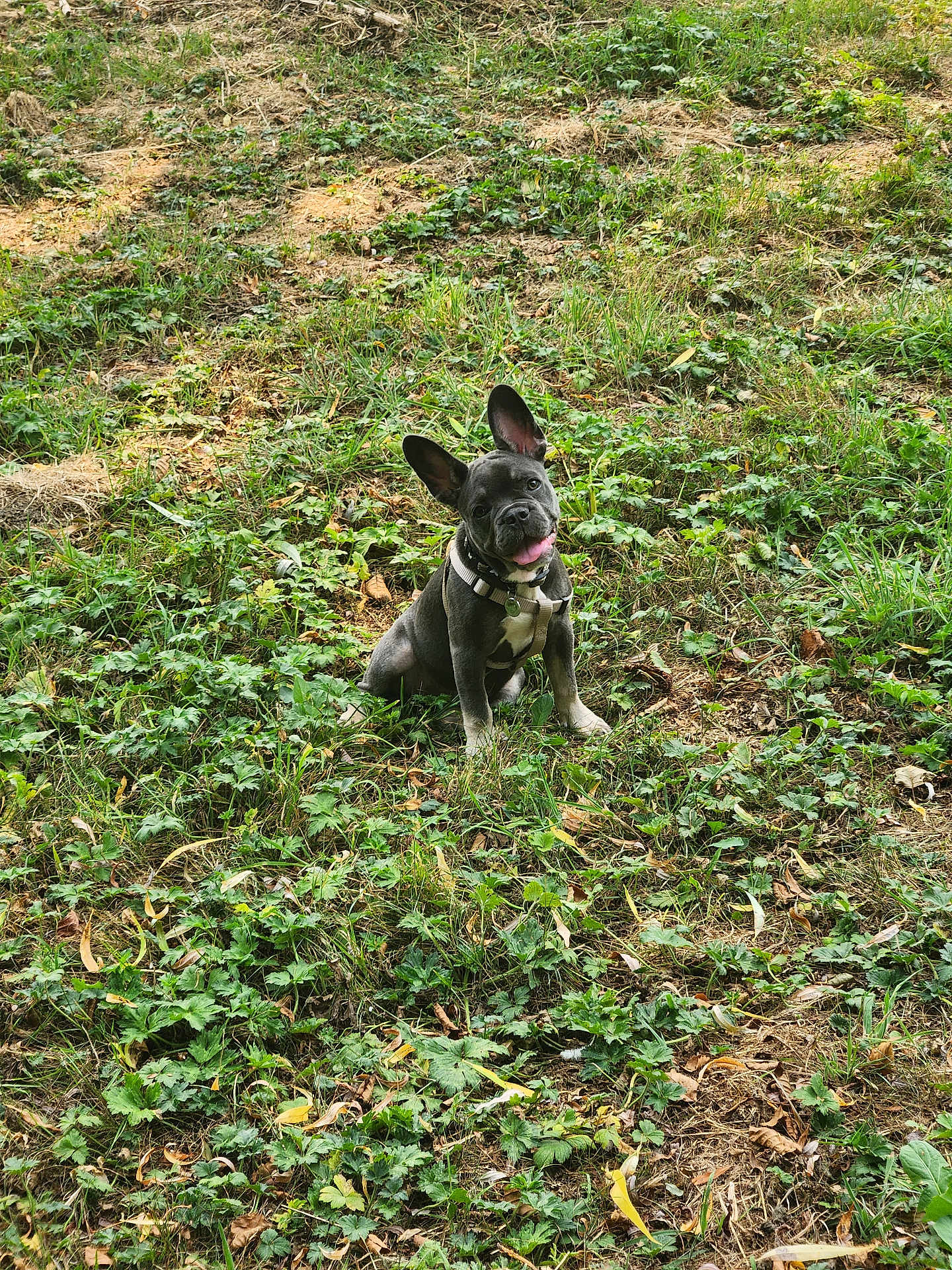 Arya