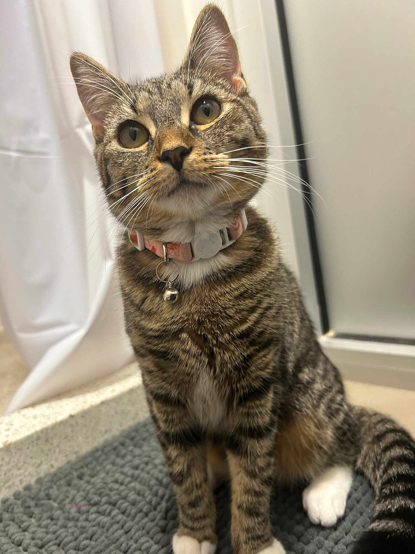 Connie joined the competition — help win amazing prizes! cat, tabby_cat, pet, collar, bell, whiskers, indoor, curious, sitting, fur, striped, white_paws, animal, mammal, floor_mat, closeup, cute, domestic_cat, eyes, ears