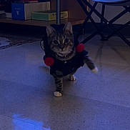 Connie joined the competition — help win amazing prizes! cat, tabby, pet, indoor, floor, black_outfit, red_pom_poms, walking, furniture, chair, box, shelf, collar, animal, domestic, cute, small, home, dim_light, shadow