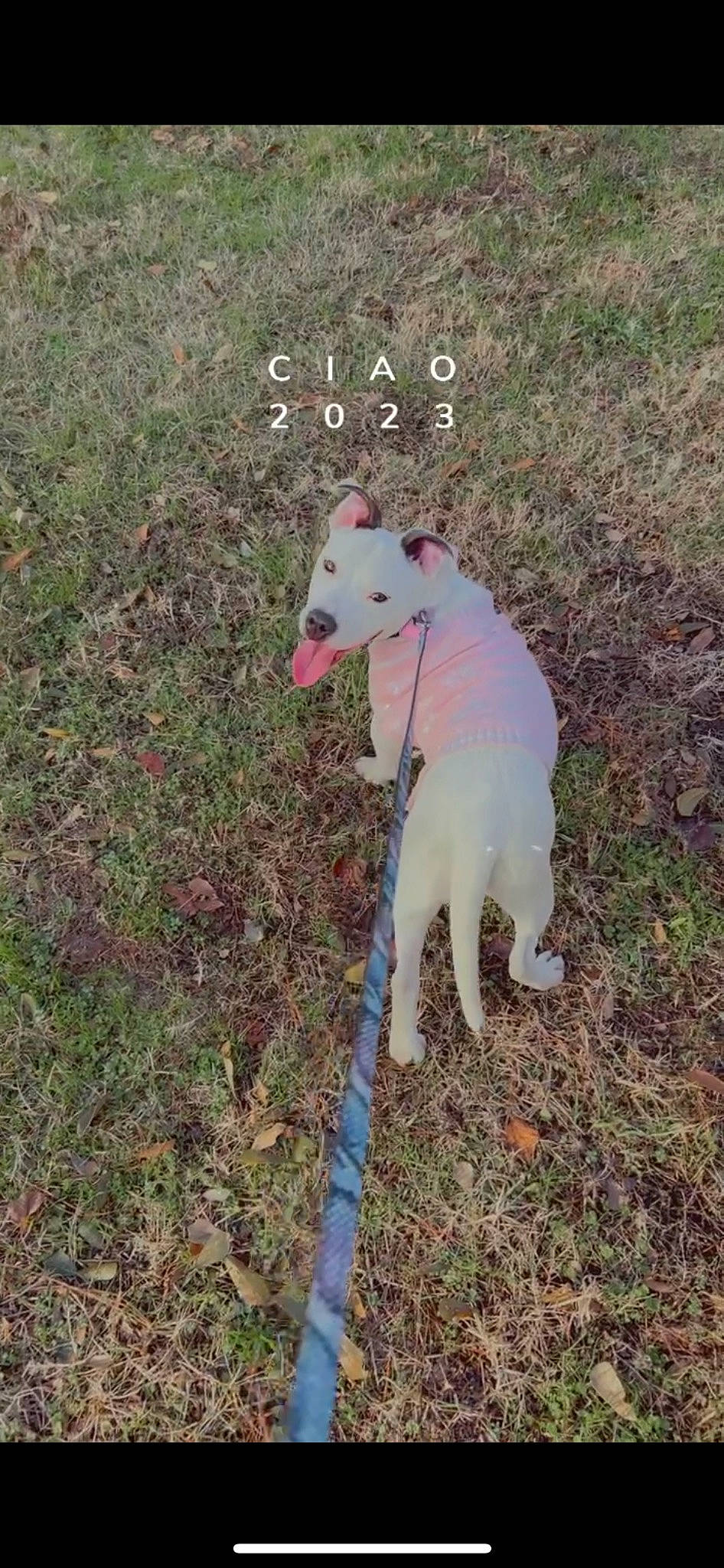 Syx is registered to the contest to win money with this photo: adventure, canidae, carnivore, collar, companion_dog, dog, dog_breed, dog_supply, fawn, grass, hunting_dog, non_sporting_group, plant, snout, soil, sporting_group, tail, terrestrial_animal, working_animal, working_dog