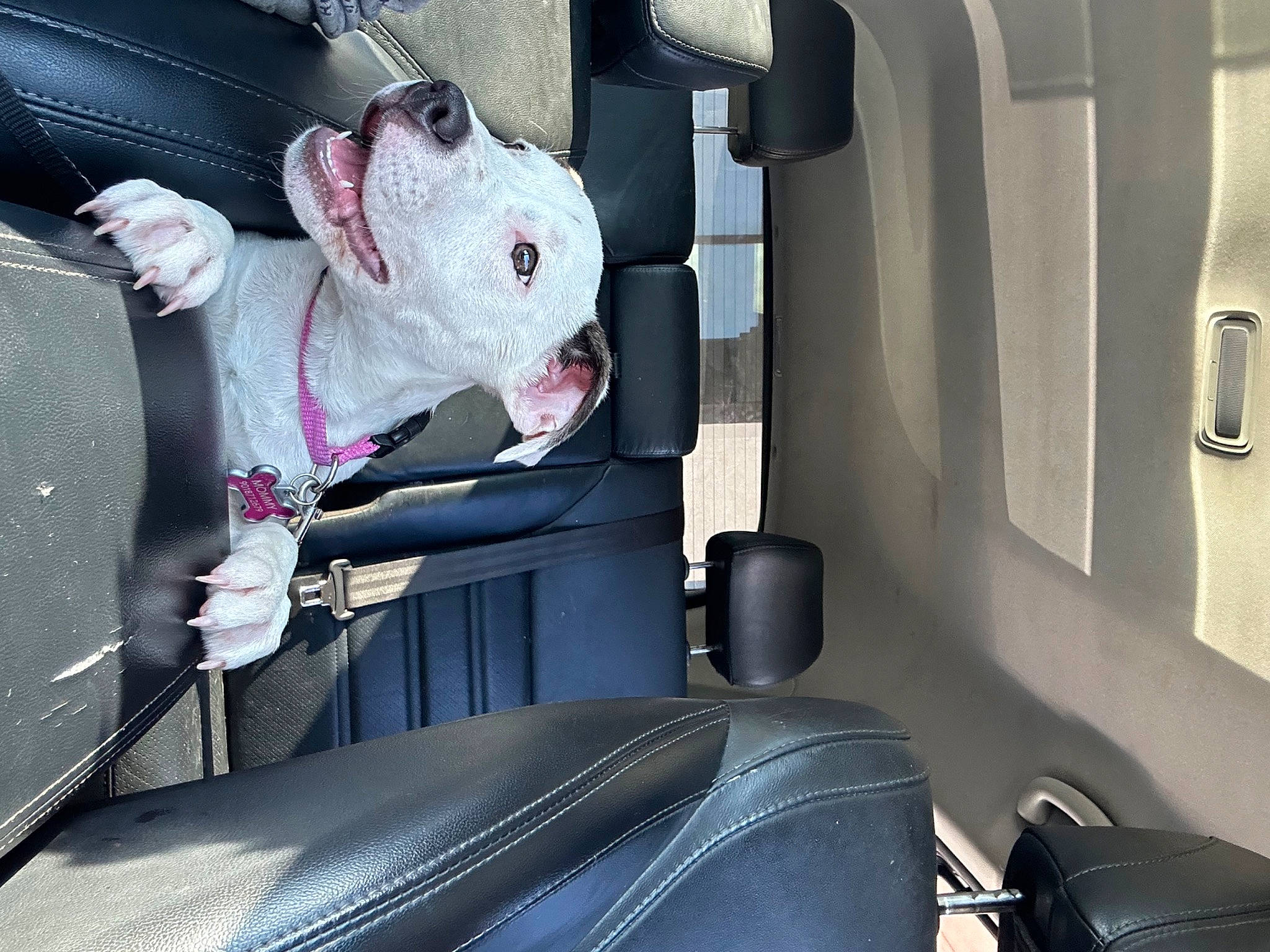 Syx joined the competition — help win amazing prizes! auto_part, automotive_design, automotive_exterior, automotive_lighting, car, car_seat, car_seat_cover, carmine, carnivore, family_car, head_restraint, luxury_vehicle, mode_of_transport, motor_vehicle, personal_luxury_car, seat_belt, stuffed_toy, vehicle, vehicle_door, working_animal