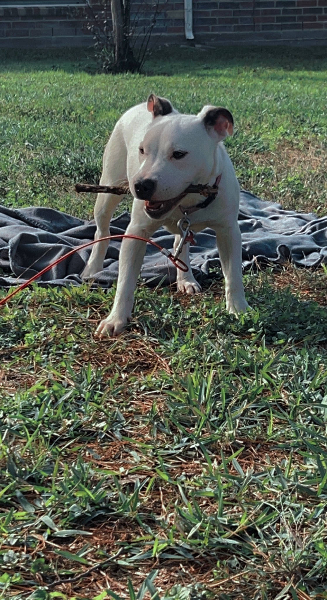 Syx joined the competition — help win amazing prizes! bull_and_terrier, bull_terrier, canidae, carnivore, collar, companion_dog, dog, dog_breed, english_white_terrier, fawn, grass, grassland, mammal, plant, snout, sporting_group, tail, terrestrial_animal, terrier, working_animal