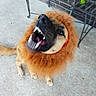 animal, bench, brown, canine, concrete_floor, costume, cute, dog, domestic_animal, funny_expression, fur, leaf, lion_mane_costume, looking_up, open_mouth, outdoor, pet, playful, teeth, tongue