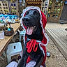 Junior is registered to the contest to win money with this photo: dog, black_dog, red_bonnet, lace, outdoor, table, chair, wooden_door, string_lights, tongue_out, pet, happy, playful, person, lap, rustic, daylight, smiling, canine, costume