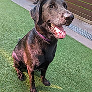 Junior joined the competition — help win amazing prizes! dog, black_dog, sitting, tongue_out, happy, collar, outdoor, grass, artificial_grass, yard, fence, pet, canine, sunlight, smiling, closeup, animal, playful, domestic_animal, friendly