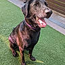 dog, black_dog, sitting, tongue_out, happy, collar, outdoor, grass, artificial_grass, yard, fence, pet, canine, sunlight, smiling, closeup, animal, playful, domestic_animal, friendly