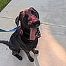 Junior is registered to the contest to win money with this photo: dog, black_dog, tongue_out, leash, sidewalk, grass, sunlight, happy, pet, canine, outdoor, sitting, pink_powder, playful, summer, animal, friendly, closeup, daytime, nature