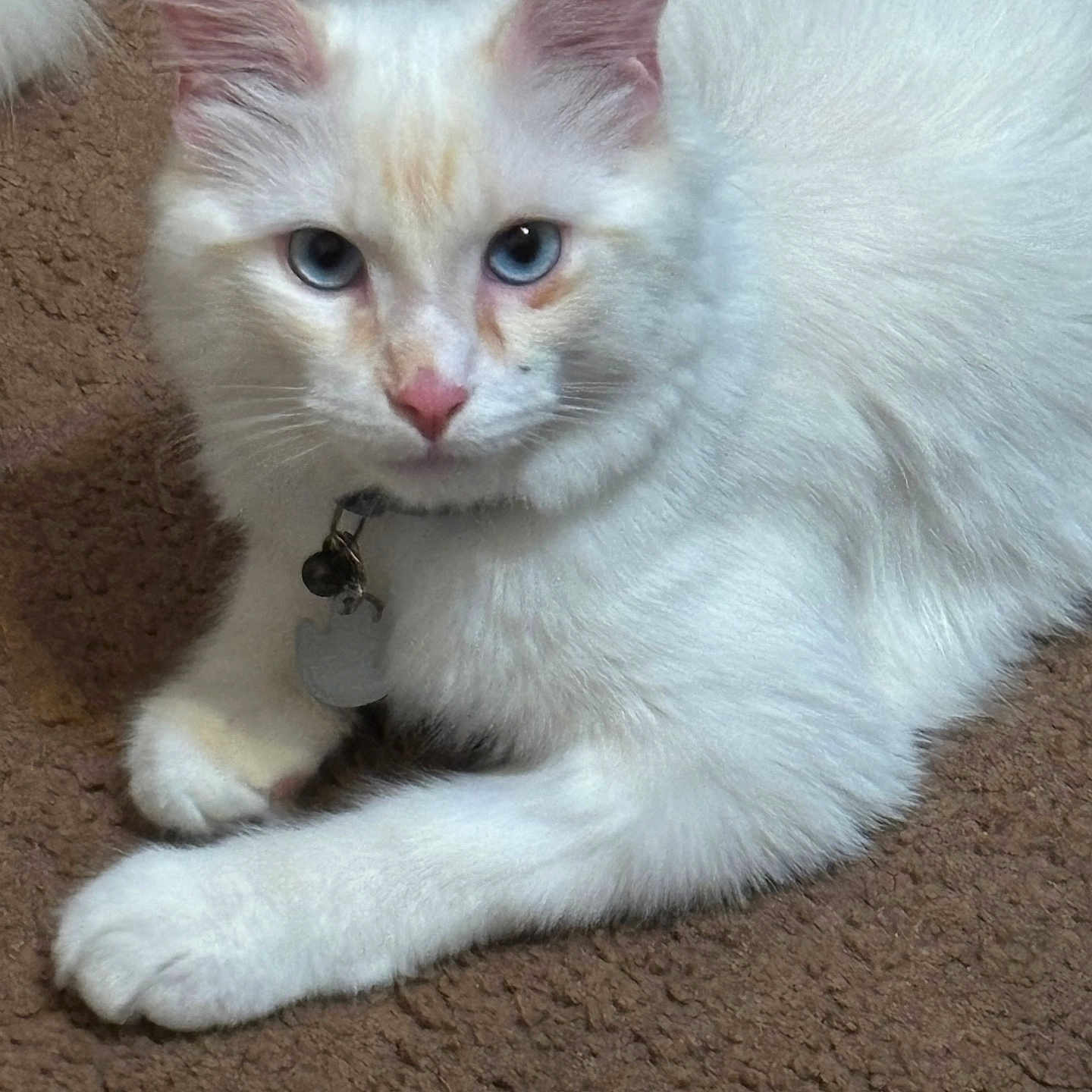 Louie G joined the competition — help win amazing prizes! animal, bell, blue_eyes, carpet, cat, collar, cute, domestic_cat, ears, feline, fluffy, indoor, looking_at_camera, nose, paw, pet, relaxed, tag, whiskers, white_cat