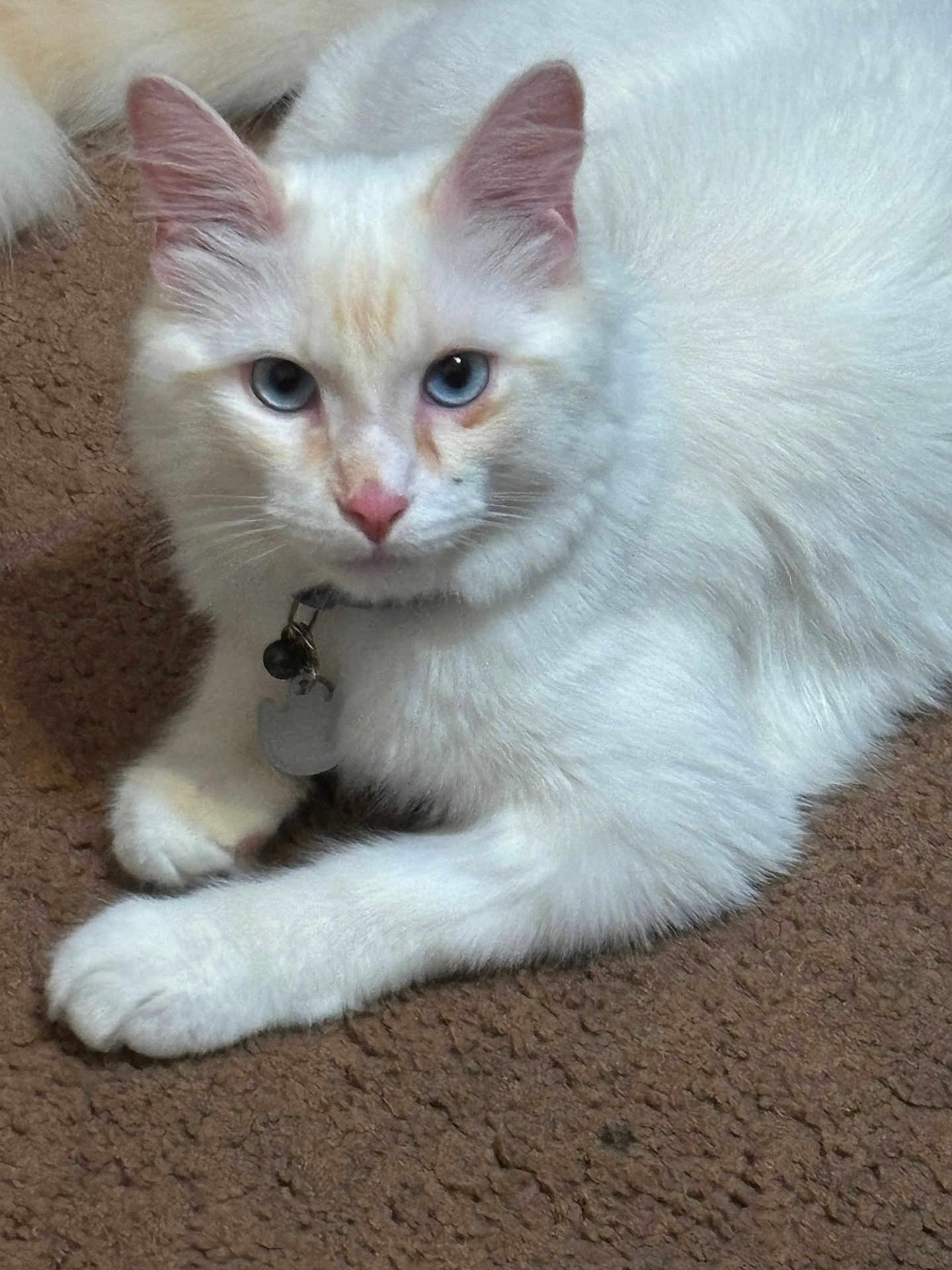 Louie G joined the competition — help win amazing prizes! animal, bell, blue_eyes, carpet, cat, collar, cute, domestic_cat, ears, feline, fluffy, indoor, looking_at_camera, nose, paw, pet, relaxed, tag, whiskers, white_cat