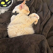 Louie G is registered to the contest to win money with this photo: animal, blanket, bow_tie, cat, cozy, cream_color, cute, feline, fluffy, fur, indoor, nap, pet, pillow, pink_paw_pads, plush_toy, relaxing, resting, sleeping, soft_texture