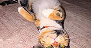 Pixie joined the competition — help win amazing prizes! animal, calico, cat, collar, cute, domestic, eyes, floor, fur, home, indoor, mammal, pet, playful, relaxed, resting, soft, texture, upside_down, whiskers