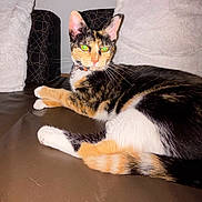 Pixie is registered to the contest to win money with this photo: animal, calico_cat, cat, couch, domestic_animal, ears, eyes, feline, flash, fur, home, indoor, leather, pet, pillow, relaxing, resting, tail, whiskers, white_pillow
