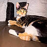 cat, calico_cat, pet, indoor, couch, leather, pillow, white_pillow, relaxing, animal, feline, whiskers, tail, ears, eyes, fur, domestic_animal, home, resting, flash