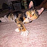 Pixie is registered to the contest to win money with this photo: animal, calico_cat, carpet, cat, close_up, cute, domestic_animal, feline, fur, household, indoor, looking_at_camera, paws, pet, relaxed, resting, soft_lighting, tabby, whiskers, yellow_eyes