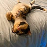 Pixie is registered to the contest to win money with this photo: animal, bed, calico, cat, cozy, cute, domestic, feline, fur, indoor, mammal, paw, pet, playful, relaxed, resting, sheet, sleeping, stretching, whiskers