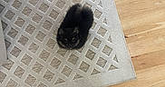 Diva joined the competition — help win amazing prizes! puppy, dog, small_dog, fluffy, black_dog, brown_dog, carpet, rug, patterned_rug, wooden_floor, feet, flip_flops, footwear, indoors, pet, looking_up, cute, cozy, home, floor