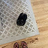 puppy, dog, small_dog, fluffy, black_dog, brown_dog, carpet, rug, patterned_rug, wooden_floor, feet, flip_flops, footwear, indoors, pet, looking_up, cute, cozy, home, floor