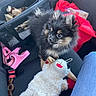 Diva joined the competition — help win amazing prizes! puppy, dog, plush_toy, car_seat, pet_carrier, pink_harness, black_fur, tan_fur, stuffed_animal, travel, canine, seatbelt, jeans, indoor, pet_accessories, toy, cute, furry, animal, companion