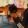 Diva is registered to the contest to win money with this photo: puppy, dog, pet, cute, fluffy, indoor, person, hand, table, chair, jacket, curious, black, tan, carpet, neon_light, home, holding, fur, cozy