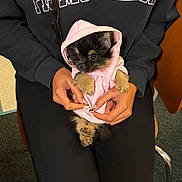 Diva is registered to the contest to win money with this photo: puppy, dog, pink_hoodie, person, hands, black_clothing, sitting, indoor, cute, small_dog, pet, animal, furry, cozy, casual_wear, chair, carpet, holding, warm, portrait