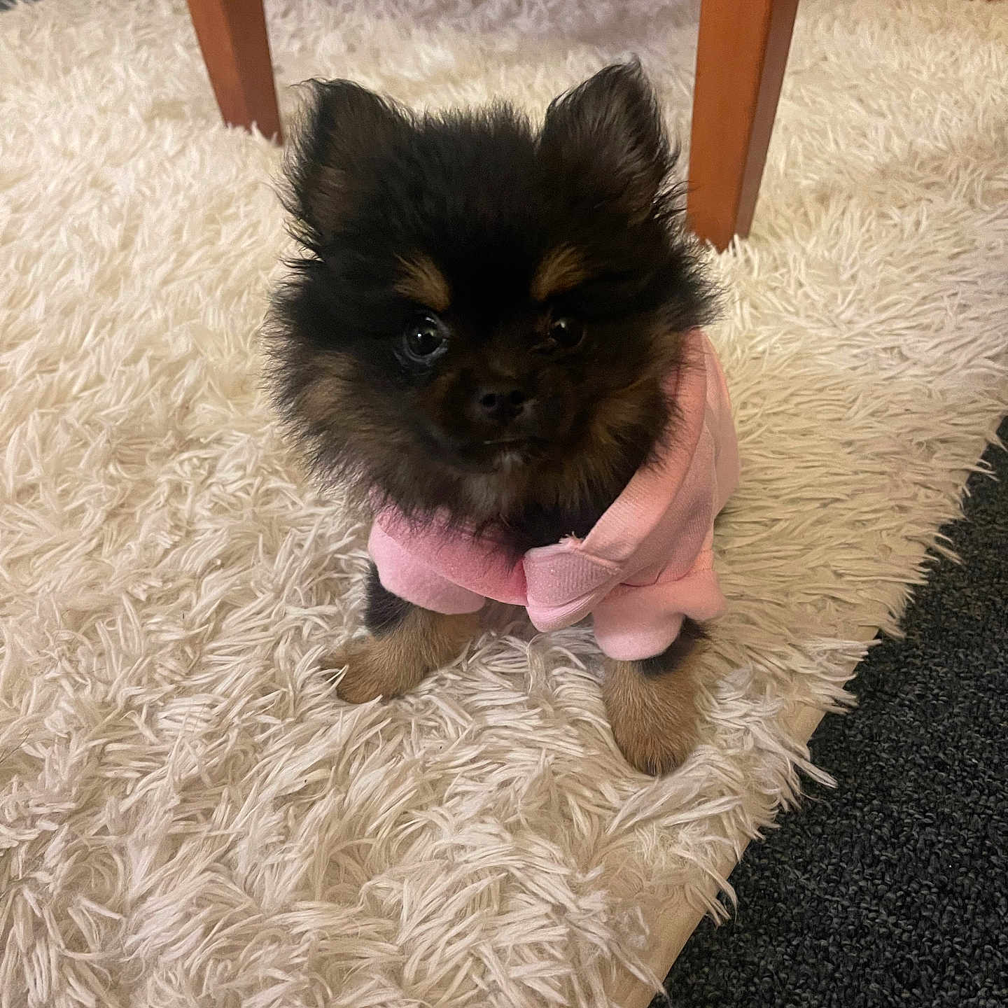 Diva