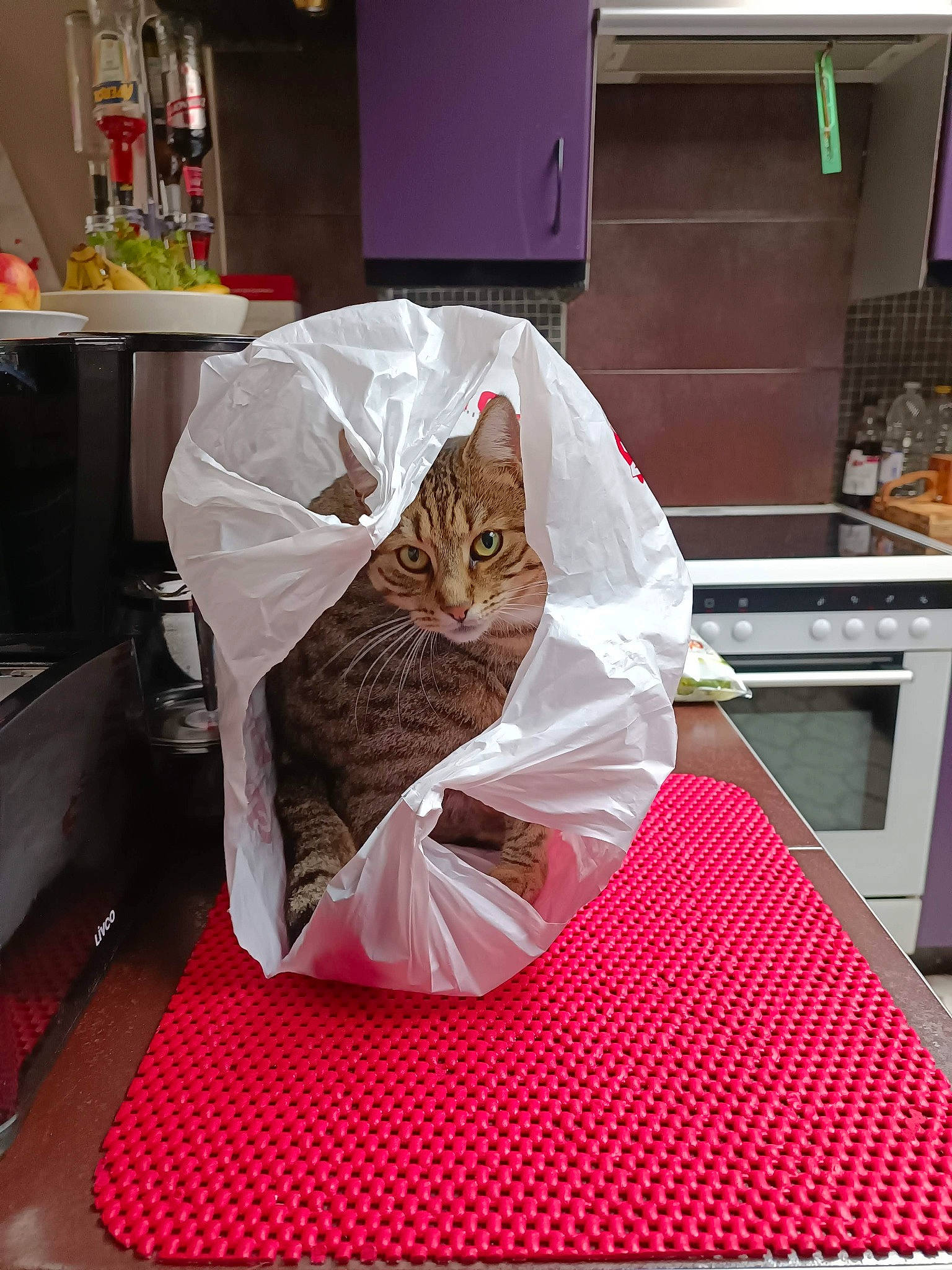 Mam'Zelle participe au concours pour gagner de l'argent avec cette photo : bed_sheet, cabinetry, carnivore, cat, comfort, domestic_short_haired_cat, felidae, flooring, home_accessories, home_appliance, kitchen, kitchen_appliance, linens, major_appliance, pattern, plastic_bag, refrigerator, room, small_to_medium_sized_cats, whiskers