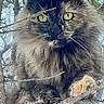 cat, tortoiseshell, tree, branch, outdoor, animal, feline, green_eyes, wildlife, nature, fur, perched, forest, twigs, closeup, mammal, whiskers, claws, curious, pet