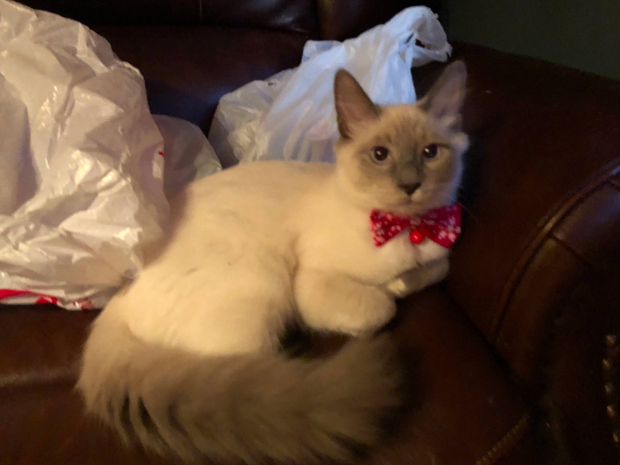 Fluffy Bear joined the competition — help win amazing prizes! asian, balinese, carnivore, cat, colorpoint_shorthair, domestic_long_haired_cat, eye, felidae, fur, javanese, kitten, mammal, ojos_azules, ragamuffin, ragdoll, small_to_medium_sized_cats, turkish_angora, turkish_van, vertebrate, whiskers