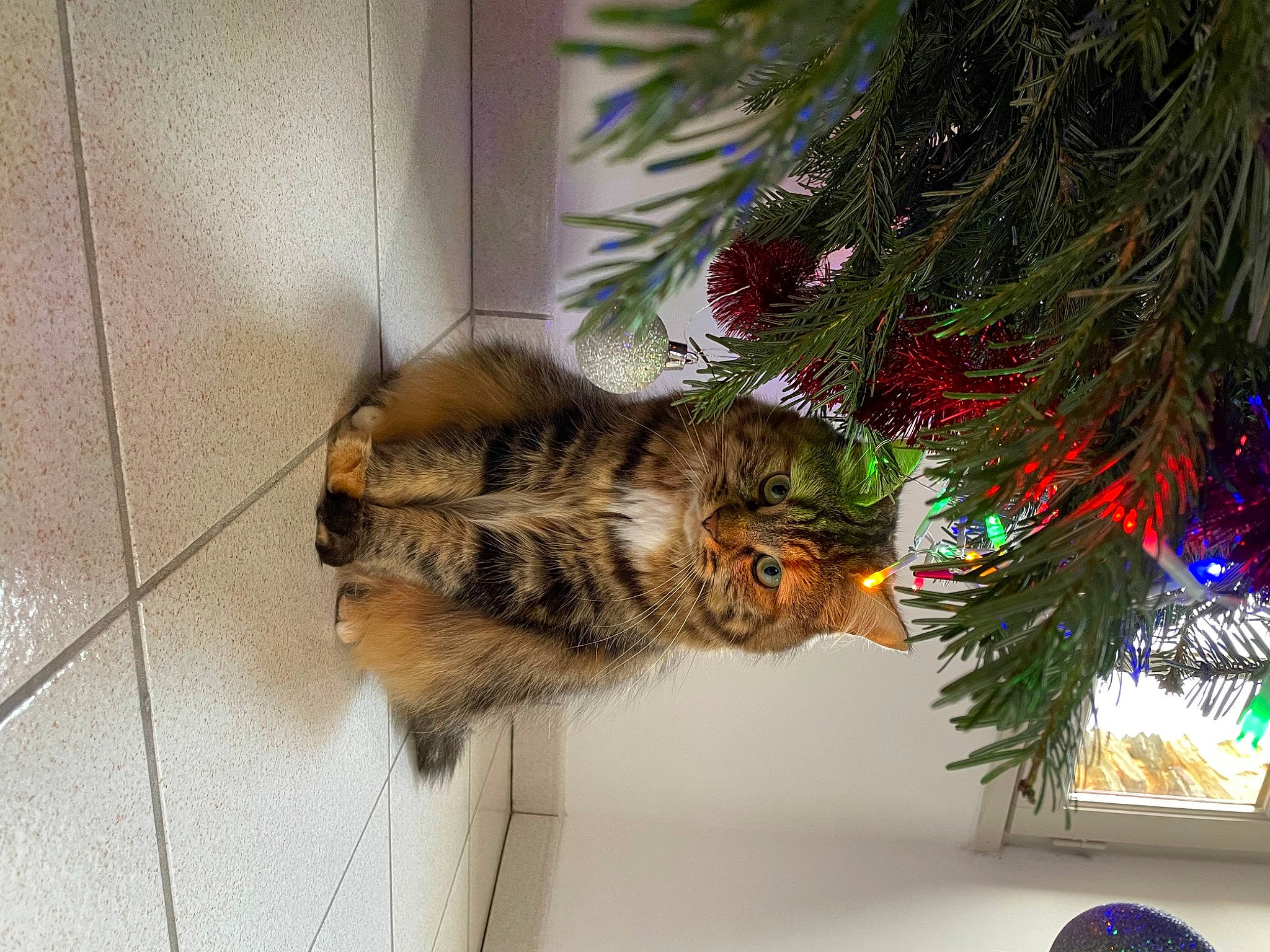 Pandora participe au concours pour gagner de l'argent avec cette photo : carnivore, cat, christmas_decoration, christmas_ornament, christmas_tree, conifer, domestic_short_haired_cat, event, evergreen, felidae, fur, holiday, holiday_ornament, larch, plant, small_to_medium_sized_cats, tail, tree, twig, whiskers