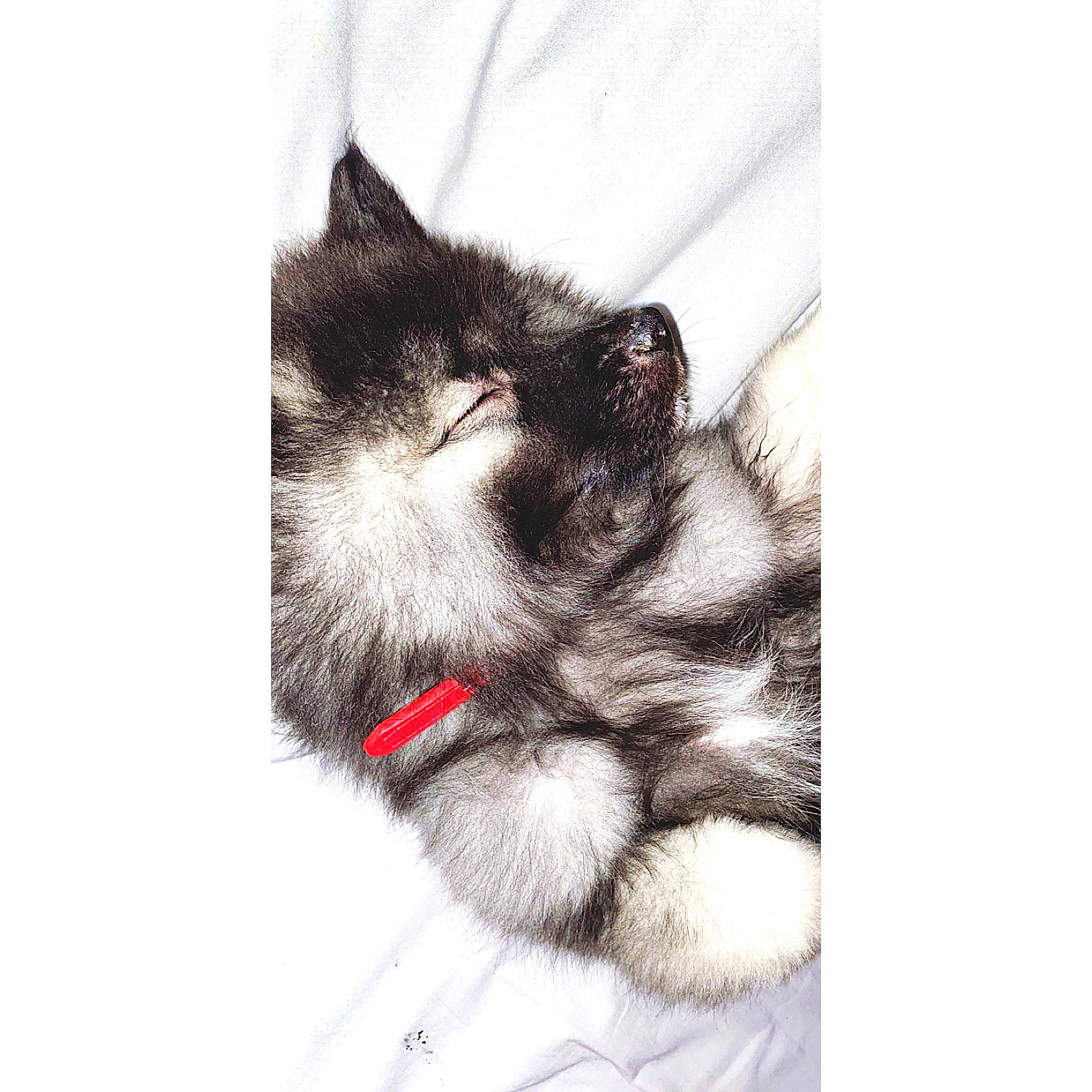 Pablo participe au concours pour gagner de l'argent avec cette photo : canidae, carnivore, cat, felidae, fur, kitten, paw, polydactyl_cat, puppy, small_to_medium_sized_cats, tail, whiskers